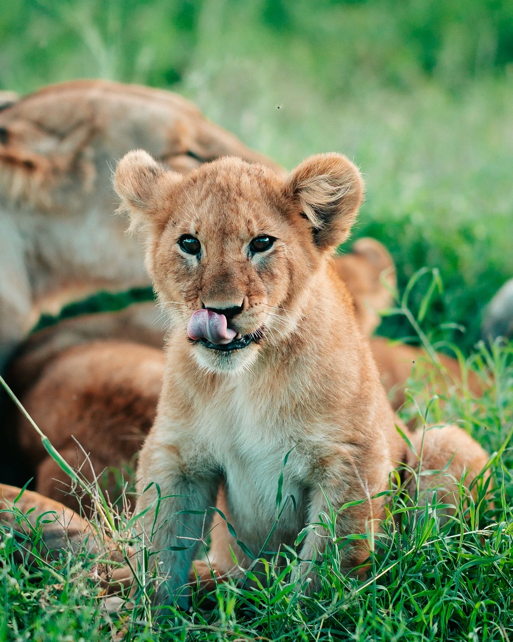 5 Day Luxury Tanzania Safari